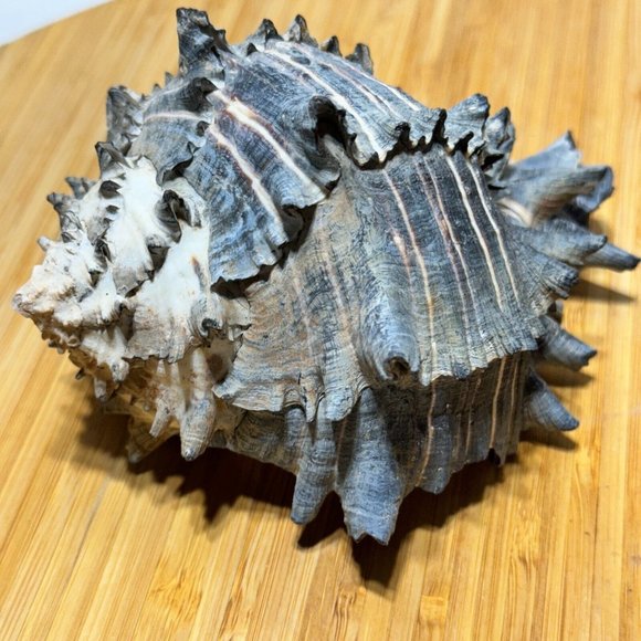 ๐ Lot of (4) Black Murex Shell Sea Snail Conch Spiral Nautical Decor - Picture 13 of 15